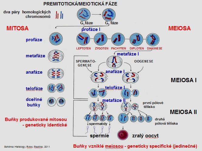 vznik nových kombinací alel přináší nositelům odlišné vlastnosti a charakteristiky pozitivní i negativní, jedincům s výhodnou genetickou výbavou umožňuje lepší adaptaci při změnách zevního prostředí