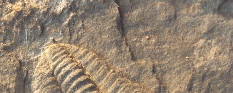 23 S tímto obdobím je spojen jeden z nejtypičtějších a nejznámějších zástupců zkamenělin trilobit. I v geoparku Železné hory existuje několik lokalit, kde se tento pravěký členovec dá nalézt.