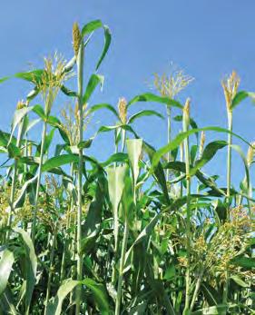 ČIROK SILÁŽNÍ Hybridy SAATEN-UNION GARDAVAN Nejranější čirok kříženec čiroku se súdánskou trávou ranější a vzrůstnější než Bovital velmi raný hybrid s vysokou odnožovací schopností ideální plodinou