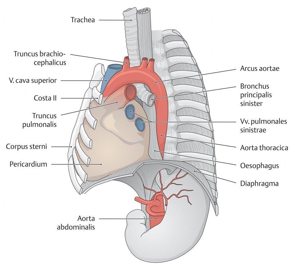 posteroanterior