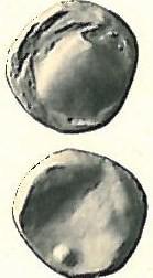 g; 15,4 mm Obr.: Paulsen 1933, č.