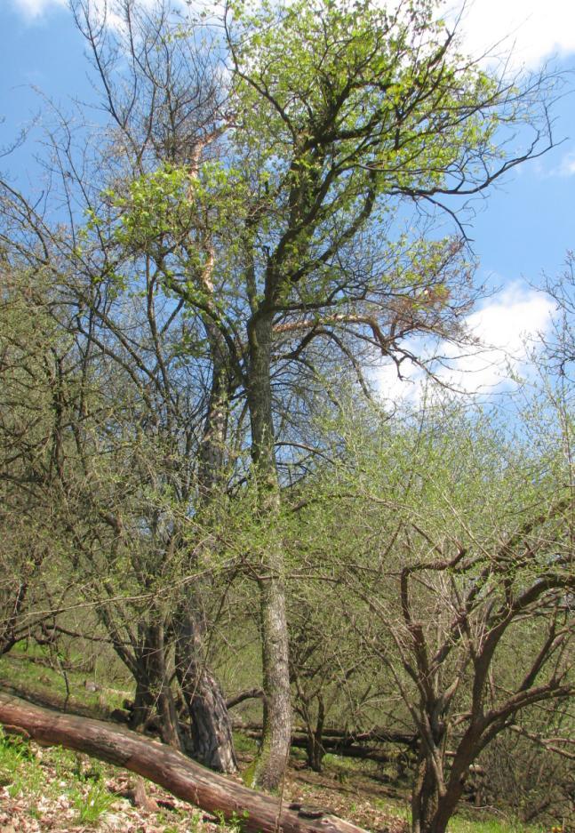 24 BŘEKY Břek obecný (Sorbus torminalis), který je v Červeném