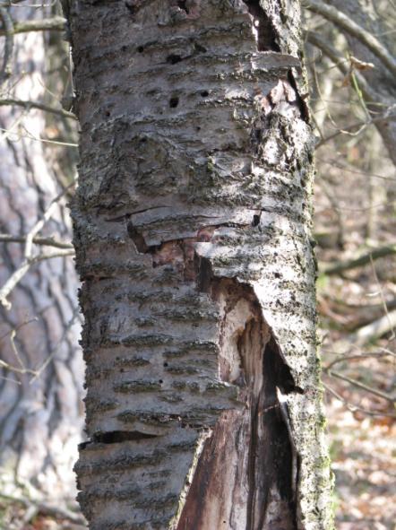 27 PTAČÍ TŘEŠNĚ Prakticky po celém komplexu jsou charakteristické časně zjara bíle nápadně kvetoucí třešně ptačí (Cerasus avium).