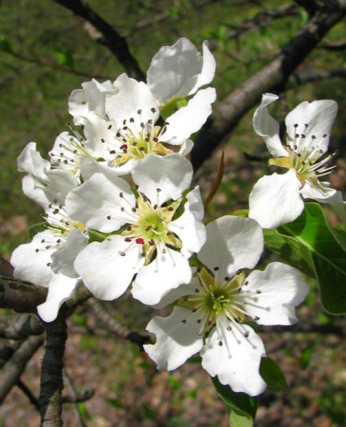 třešní (Cerasus avium).