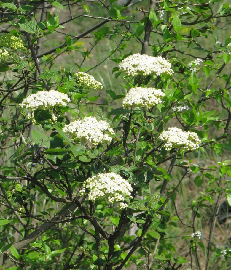 36 TUŠALAJ Teplomilná kalina tušalaj (Viburnum lantana) dnes patří k charakteristickým keřům svahového komplexu