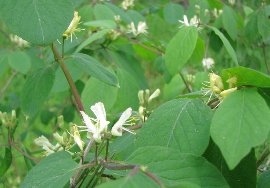 Zajímavostí je jistě výskyt krušiny olšové (Frangula alnus) v extrémních výsušných plochách skalní