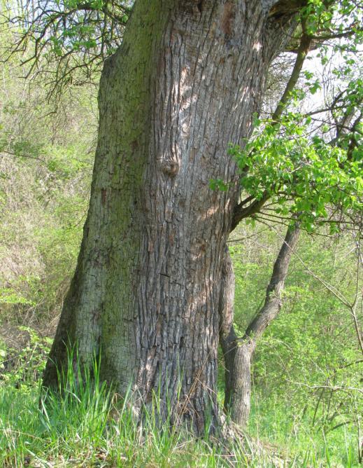 Jde o prastarou hrušeň obecnou (Pyrus communis) s