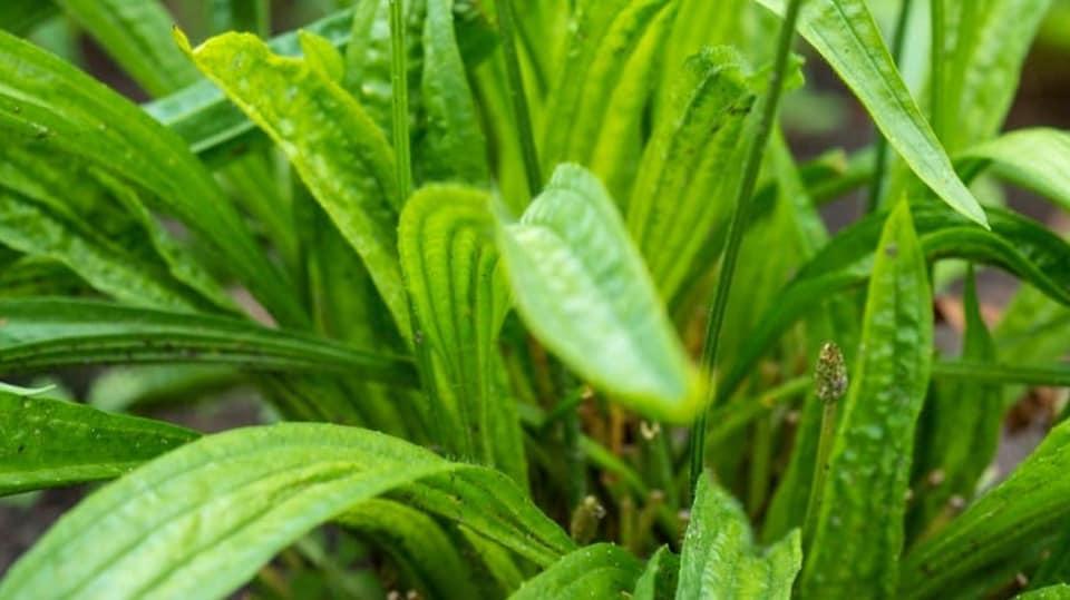 Řebříček obecný Složení silice v řebříčku je podobné jako u heřmánku, obsahuje zejména chamazulen. Díky účinným látkám pokožku stahuje, čistí, regeneruje a změkčuje.