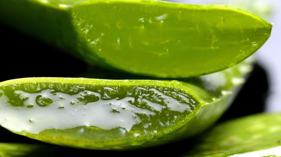 Aloe vera Pro léčivé účely se používá druh Aloe vera barbaensis.