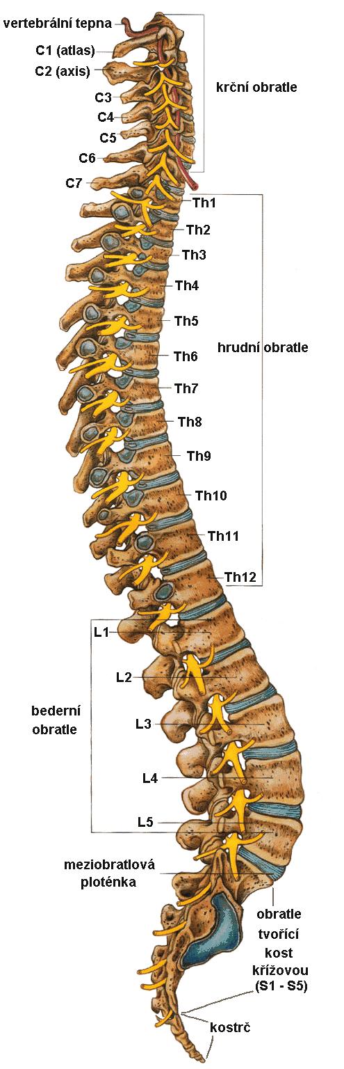 Příloha 1: Anatomie páteře Zdroj: http://www.