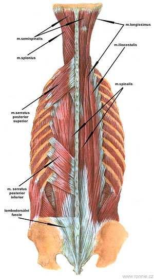 Příloha 2: Hluboké zádové svalstvo Zdroj: http://medicina.