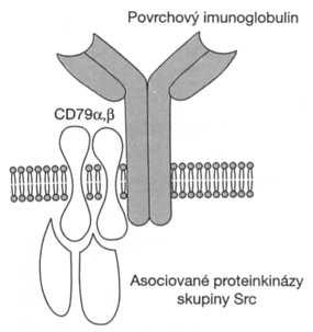 jsou variabilní a tvoří vazebné místo pro antigen (Obr. 2). Při rozpoznávání antigenu, respektive komplexu peptid - MHC glykoprotein, spolupracují s TCR tzv. koreceptory CD4 a CD8.