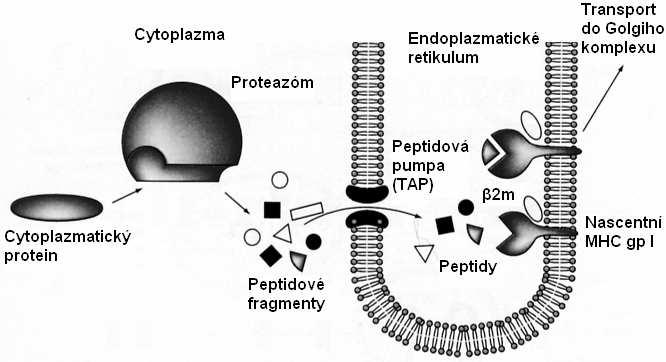 MHC gp I se skládají z transmembránového řetězce α a s ním nekovalentně asociovaného β 2 -mikroglobulinu (β 2 m).