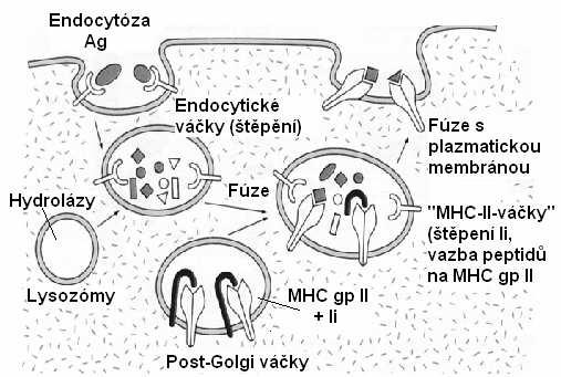 Peptidy prezentované pomocí MHC gp I pocházejí hlavně z proteinů, které jsou degradovány v cytoplazmě proteolytickým komplexem - proteozómem.