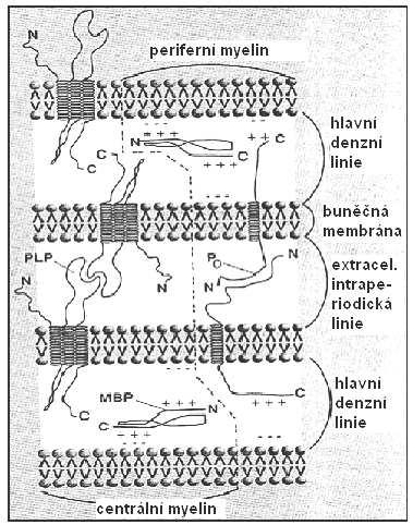 však navozeno IFN-γ. Úloha ostatních cytokinů není zcela jednoznačná, protože jejich výsledný účinek se uplatňuje v kombinaci s jinými cytokiny.