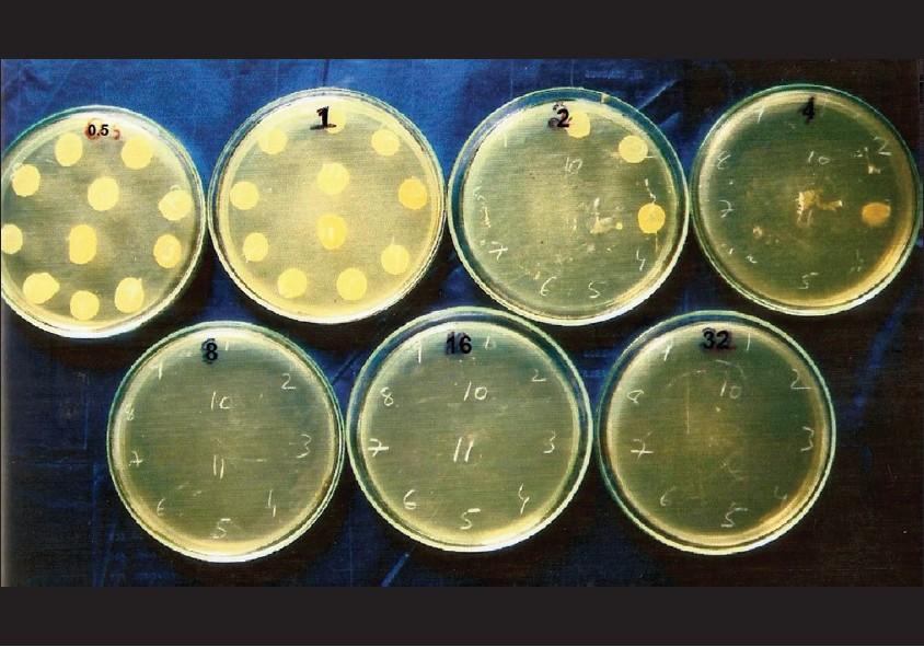 studován. Z těchto důvodů většina klinických laboratoří mikrobiologie nepoužívá tento přístup pro rutinní testování [7]. Obrázek 3: : Ilustrativní snímek znázorňující provedení agarové diluční metody.