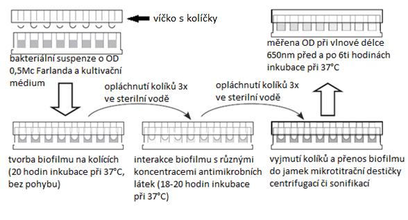 Obrázek 9: Testování antimikrobní citlivosti pomocí pomůcky,,calgary biofilm device. převzato z: Moskowitz S., M., et al.