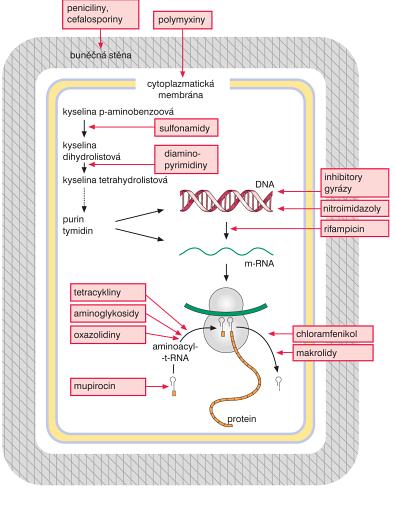 Obrázek 11: Místa působení antibakteriálních farmak v buňce. převzato z: Lüllmann, H., et at.