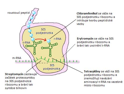Obrázek 13: Mechanismus účinku antibiotik inhibujících bakteriální proteosyntézu. převzato z: http://chemistry.tutorvista.com/biochemistry/antibiotics.
