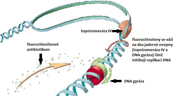 2.6.5 Antibiotika inhibující syntézu nukleových kyselin 2.6.5.1 Chinolony Chinolony jsou skupinou zcela syntetických chemoterapeutik, která jsou odvozena od kyseliny 4-chinolon-3-karbonové.
