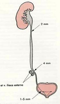 Ureter Délka 20-30 cm Průběh - S Šířka 5 mm - 3 zúţená místa Pelviureterický přechod Křížení s vasa iliaca Části Pars abdominalis - v retroperitoneu 10-15 cm Pars pelvina - v malé pánvi 10-15 cm Pars