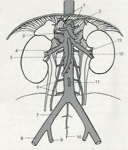 Cévní zásobení ledvin Hilové větve a. renalis Tepny a.