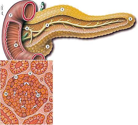 Inzulín = hormon pankreatu 1 Tělo pankreatu 2 Ocas pankreatu 3 Hlava pankreatu 4 Hlavní vývod pankreatu 5 Ductus choledochus 6