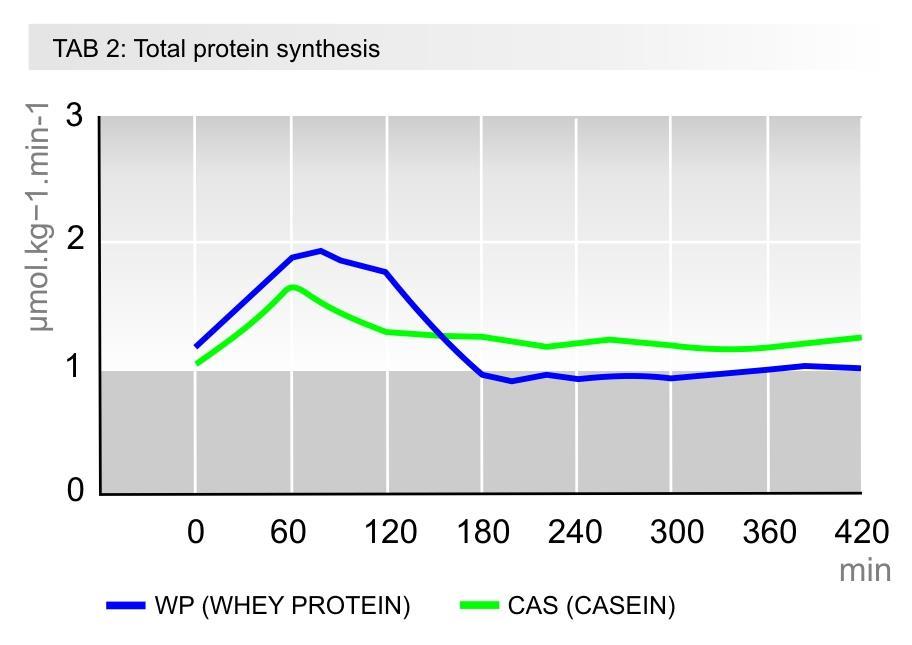 Bílkoviny po zátěži Startování obnovy tvorby svalových vláken 40-140 minut syrovátka (WP)