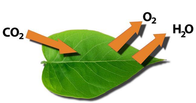 Pokožka chrání rostlinu před přílišnou ztrátou vody (vysušením), reguluje výměnu plynů a vylučuje některé metabolity (látky vzniklé při přeměně živin) na povrch rostliny.