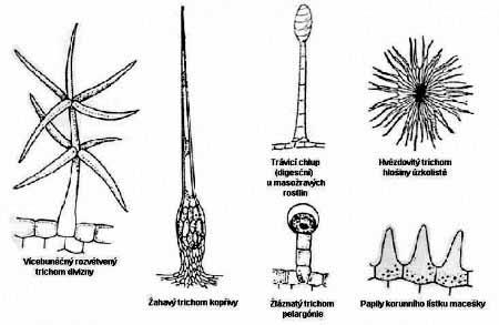 trichomy