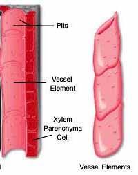 - trvalá - vodivá cévní svazky část dřevní (xylém): cévy (tracheje)