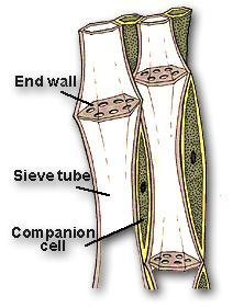 - trvalá - vodivá cévní svazky část lýková (floém): sítkovice živé protáhlé buňky