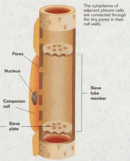 - trvalá - vodivá cévní svazky část lýková (floém): sítkovice v cévních
