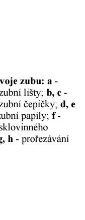 13 3 LIDSKÁ DENTICE Zub slouží člověku zejména k zpracování potravy, ochraňuje měkké tkáně ústní dutiny, artikulaci a fonaci. Zuby plní funkci řezací, uchopovací a rozmělňovací.