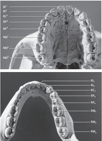 14 špičáky, třenové zuby a stoličky. Kompletní chrup čelisti je složen ze 4 řezáků (incisivi), 2 špičáků (canini), 4 třenových zubů (premolares) a 6 stoliček (molares) (Obr. 2).