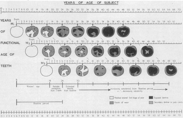 36 Obrázek 9. Diagram obrusu stoliček k odhadu věku dožití dospělých jedinců (převzato z Miles, 1962). 4.2.4 Odhad věku dožití metodou Gilmore a Grote (2012) Cílem metody C. C. Gilmorové a M. N.