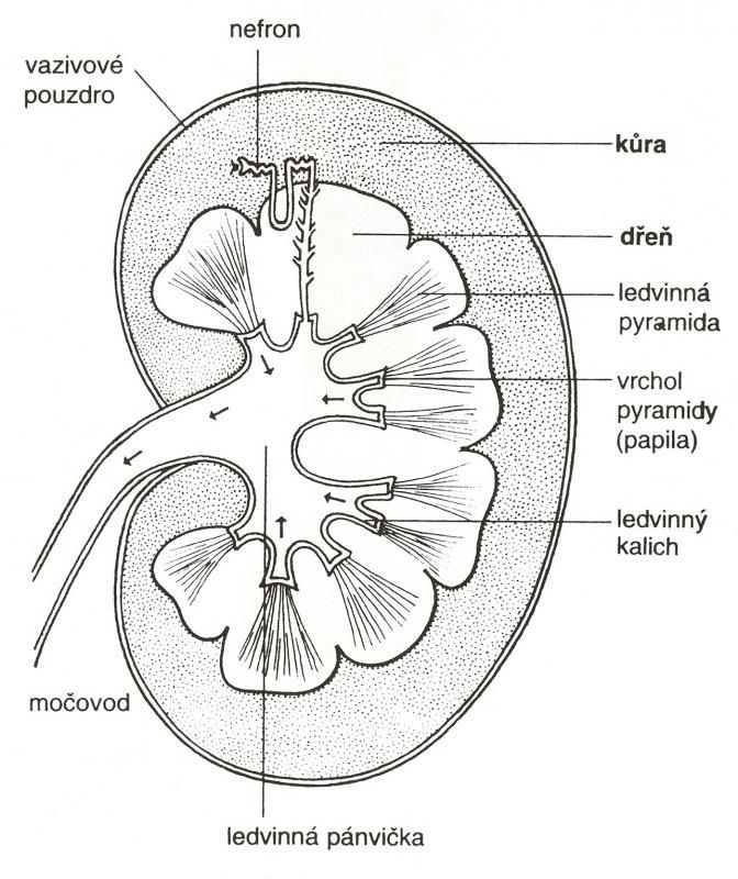 obsahují až 20 pyramid. Zaoblené hrbolky pyramid se označují jako ledvinné papily a vyčnívají do hilu ledviny. Na ledvinné papily nasedají ledvinné kalichy, které přijímají moč z nitra ledviny.