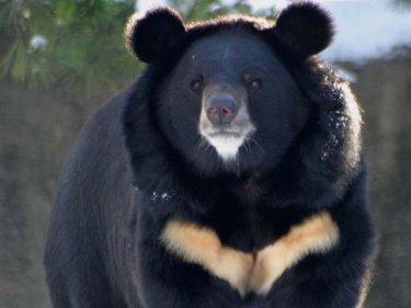 http://www.bearsoftheworld.