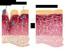 Nejúčinnější anti-aging přípravky na světě RYBÍ PEPTIDY Budoucnost světové kosmetologie Biologicky aktivní bomba přírodních oligo- a polypeptidů.