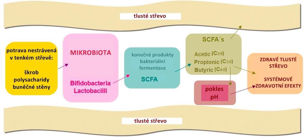 Nestravitelné polysacharidy v tlustém střevě celulóza: objemu stolice prebiotický efekt (fruktany, laktulóza, and gluko-oligosacharidy) růst Bifidobacterií a Lactobacillů postbiotický efekt živina