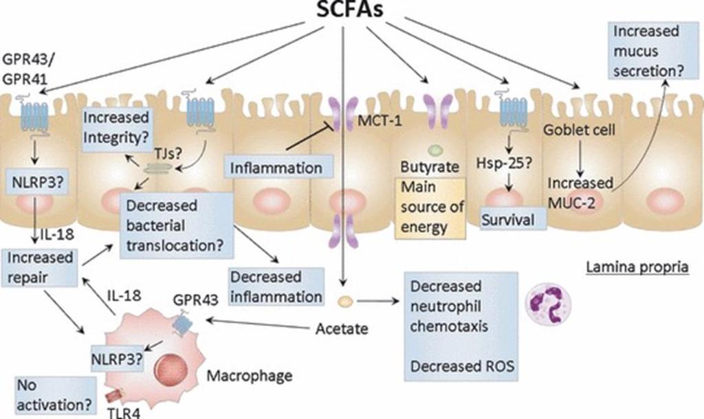 SCFA Kyselina máselná energetický zdroj pro kolonocyty oprava DNA v kolonocytech prevence kolorektálního ca zlepšují