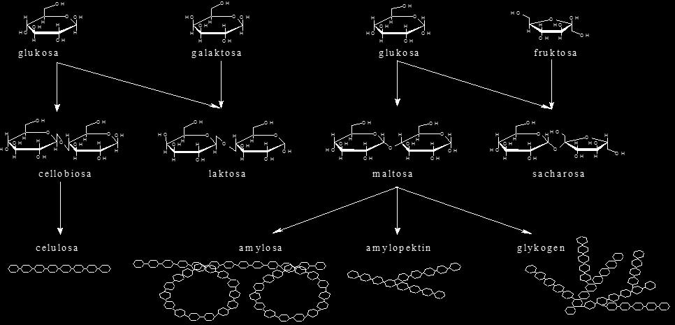 Cukry sacharidy v potravě STRAVITELNÉ Monosacharidy: G, F Disacharidy sacharóza řepný/třtinový cukr (G + F) laktóza mléčný cukr (G + Gala) maltóza sladový cukr (G + G) trehalóza (G + G) Polysacharidy