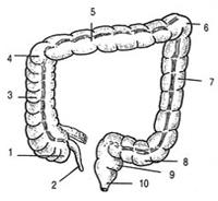 a) vzestupný (colon ascendens) - pravé (jaterní) ohbí flexura coli (hepatica) dextra b) příčný (colon transversum) - levé (slezinné) ohbí flexura coli (lienalis) sinistra c) sestupný (colon