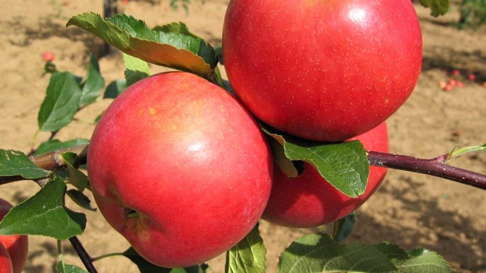 Rubinola je zimní odrůda, kříženec odrůd Clivia a Rubín. Plody jsou středně velké, ploše kulovitého tvaru, základní barva slupky žlutá, krycí červená, dužina krémové barvy a nasládlé chuti.