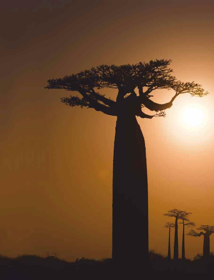 BAOBAB SOLARICH ŘADA PRO AKTIVNÍ ŽIVOT...ŽIVOT PLNÝ ENERGIE OLEJ Z AFRICKÉHO BAOBABU, SRDCE ŘADY NABITÉ ENERGIÍ.