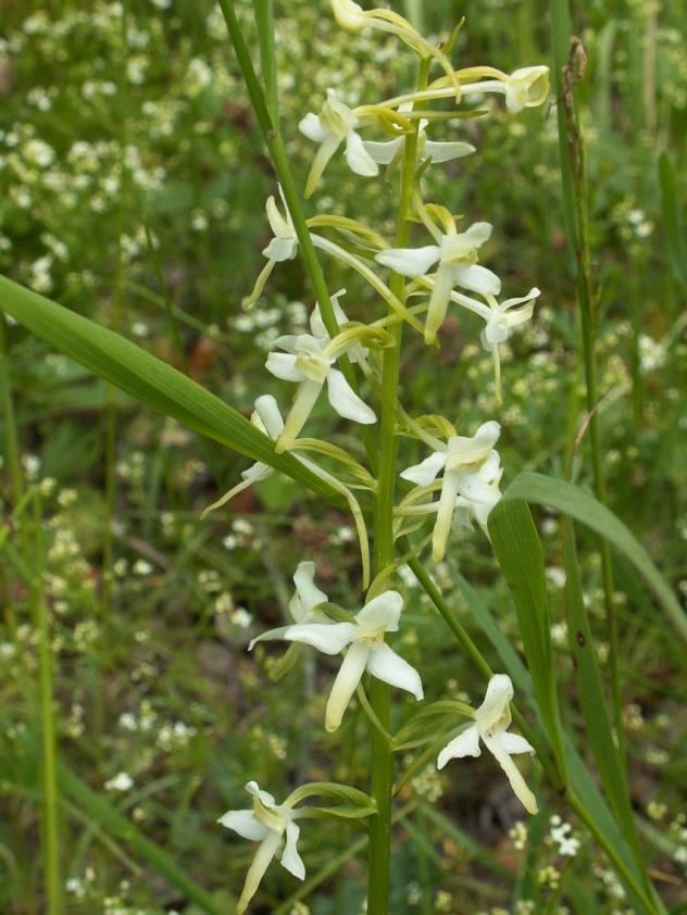 obnovy populace chráněných orchidejí (Studnice u