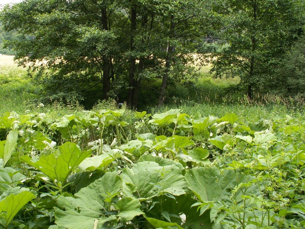 Jívka Horní Vernéřovice devětsilové lado AOPK