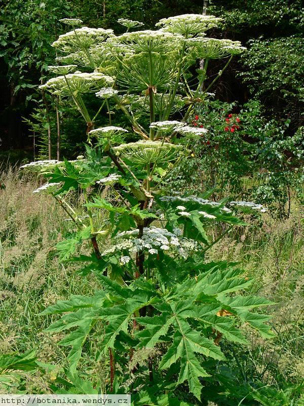 Bolševník velkolepý Heracleum mantegazzianum Miříkovité Dvouletá až vytrvalá, často monokarpická rostlina