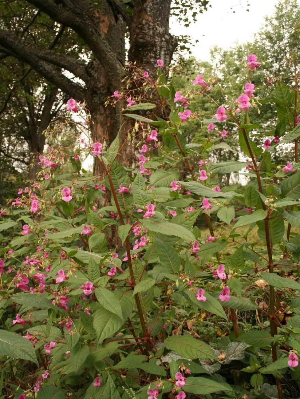 Netýkavka žláznatá Impatiens glandulifera Netýkavkovité Jednoletá bylina, až 3 m