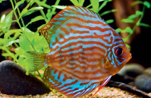 DAYLIGHTSTAR T8 VLASTNOSTI Zamezuje růstu řas díky speciální UV-STOP ochranné fólii Přirozená barevnost ryb a vodních rostlin (vysoké podání barev) Trifosforová zářivka 5000 K s charakterem denního